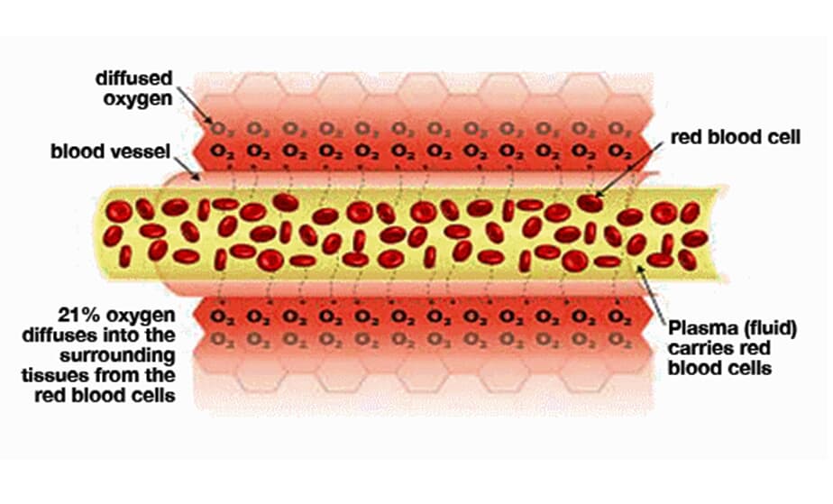 Hyperbaric Oxygenation Effects the Blood Flow